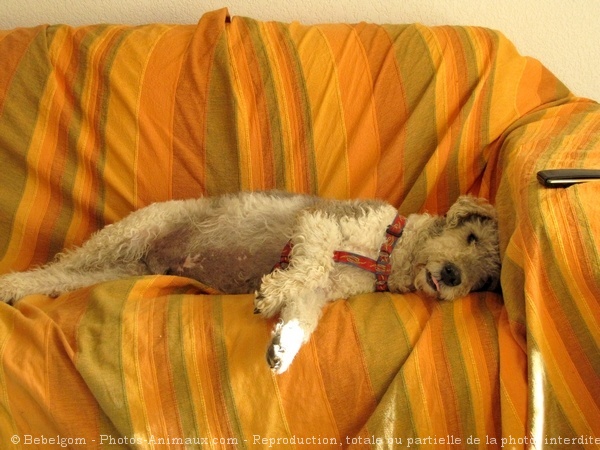 Photo de Fox terrier  poil dur