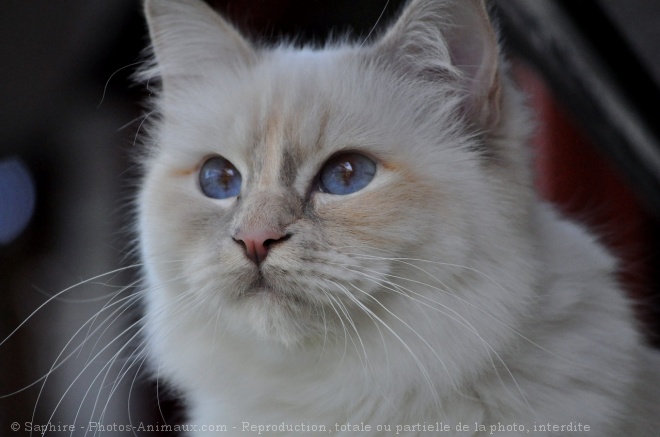 Photo de Sacr de birmanie