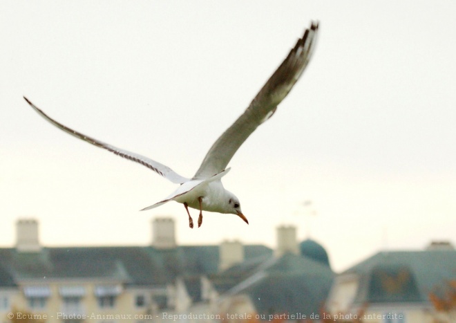 Photo de Mouette