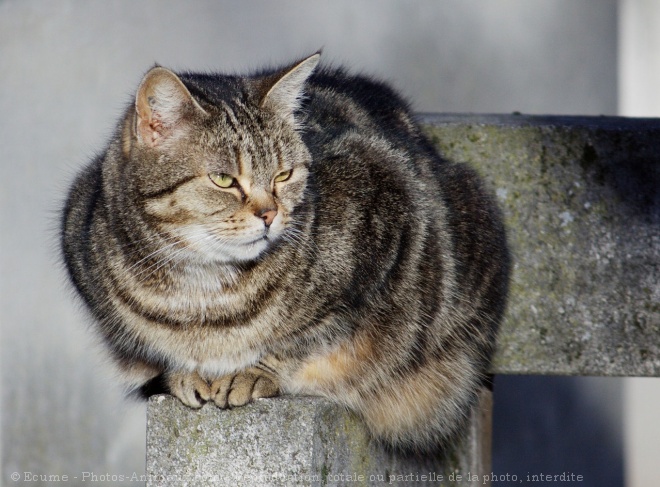 Photo de Chat domestique