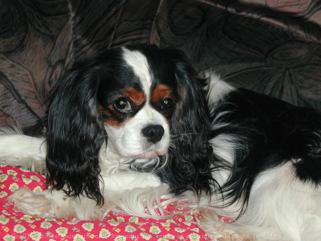 Photo de Cavalier king charles spaniel