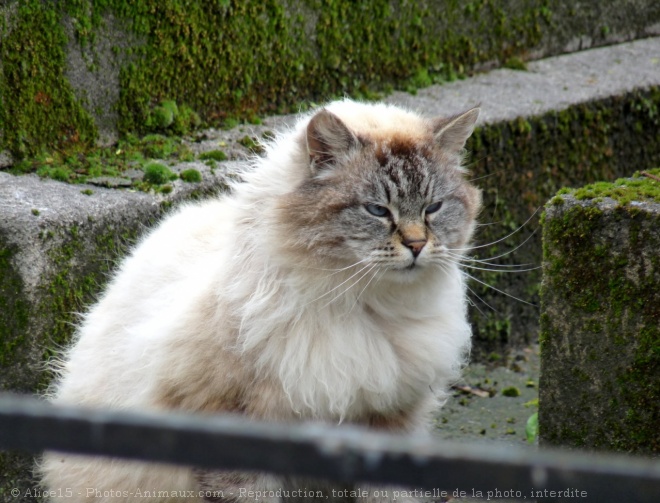 Photo de Chat domestique