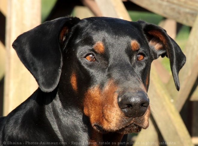 Photo de Dobermann