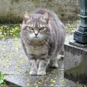 Photo de Chat domestique