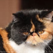 Photo d'Exotic shorthair