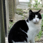 Photo de Chat domestique