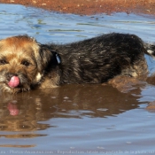 Photo de Border terrier