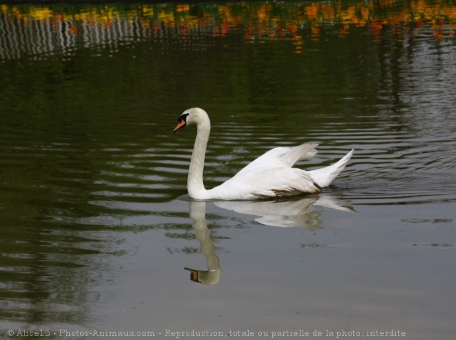 Photo de Cygne