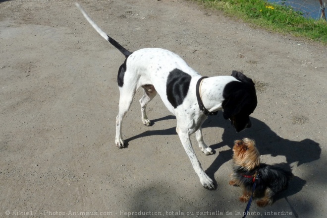 Photo de Yorkshire terrier