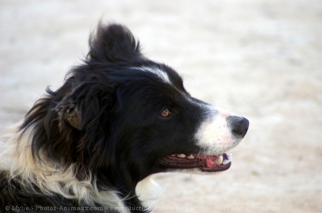 Photo de Border collie