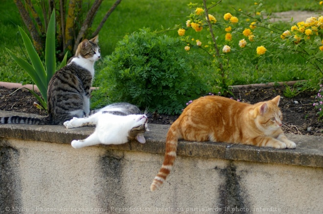 Photo de Chat domestique