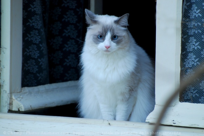 Photo de Ragdoll