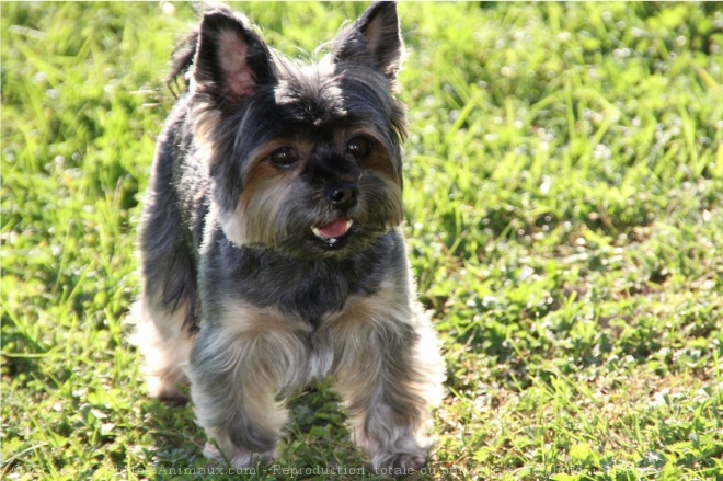 Photo de Yorkshire terrier