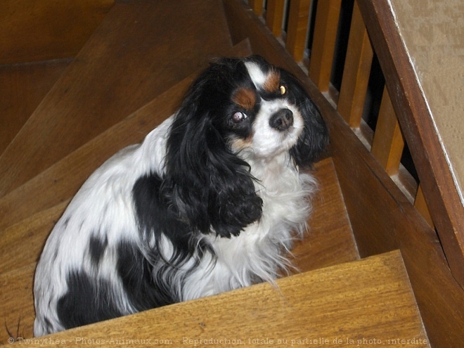 Photo de Cavalier king charles spaniel