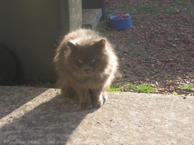 Photo de Chat domestique