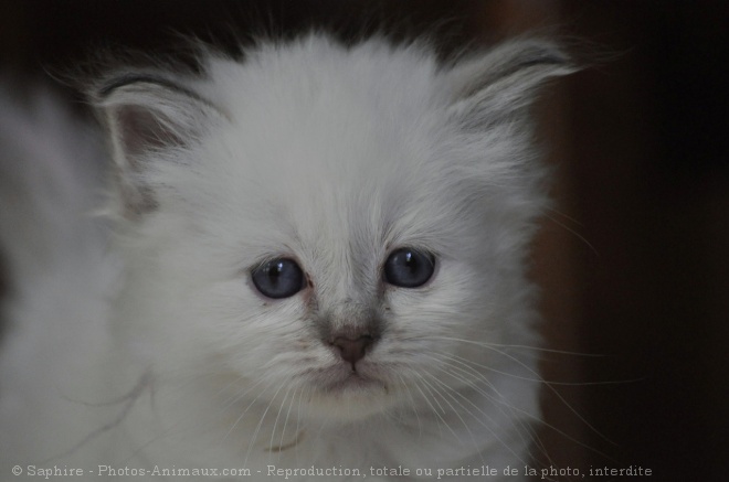 Photo de Sacr de birmanie