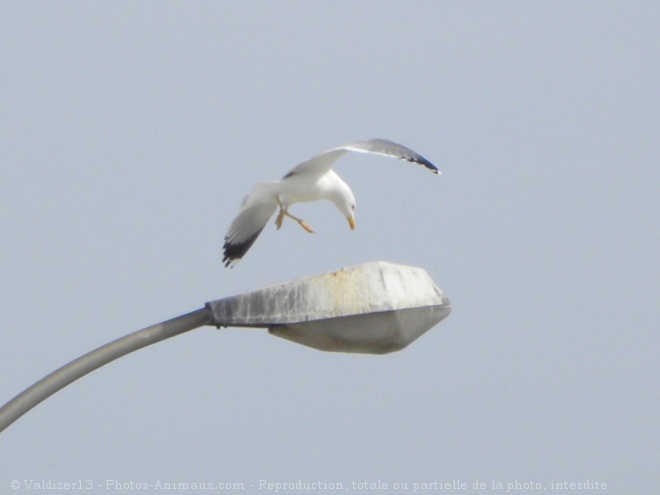 Photo de Mouette