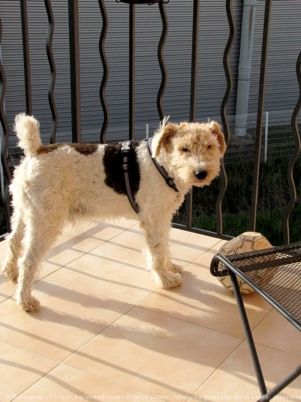 Photo de Fox terrier  poil dur