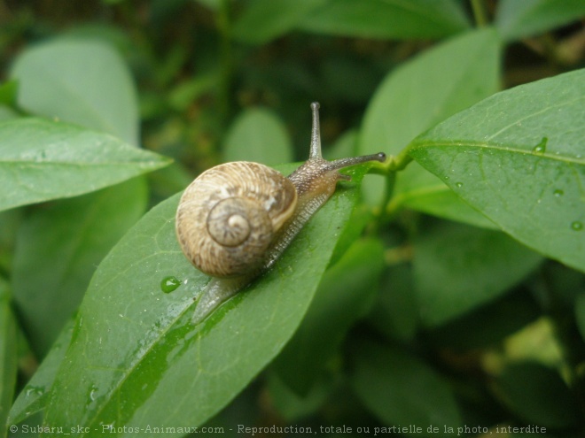 Photo d'Escargot