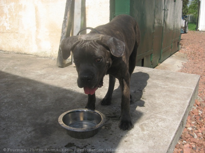 Photo de Chien de cour italien