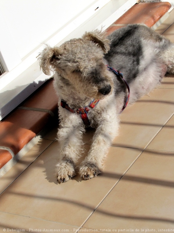 Photo de Fox terrier  poil dur