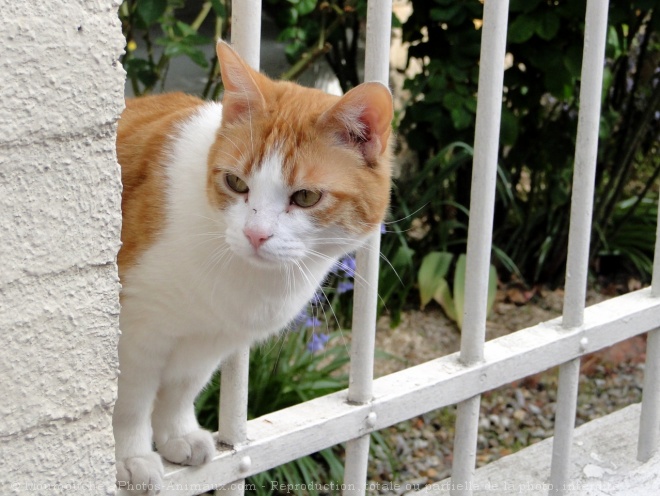 Photo de Chat domestique