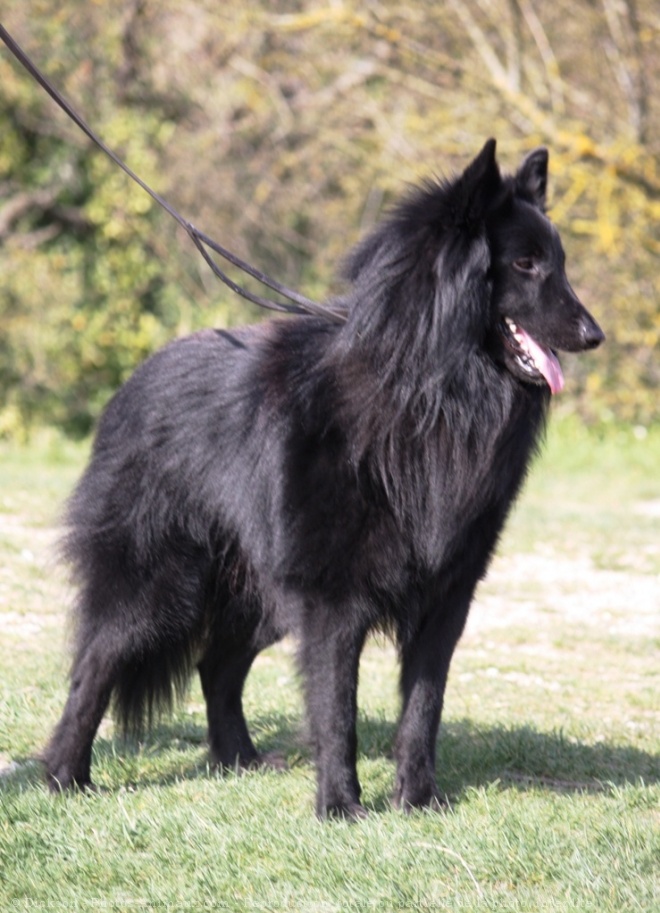 Photo de Berger belge groenendael