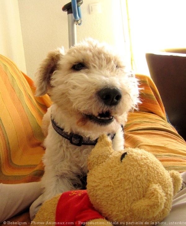 Photo de Fox terrier  poil dur