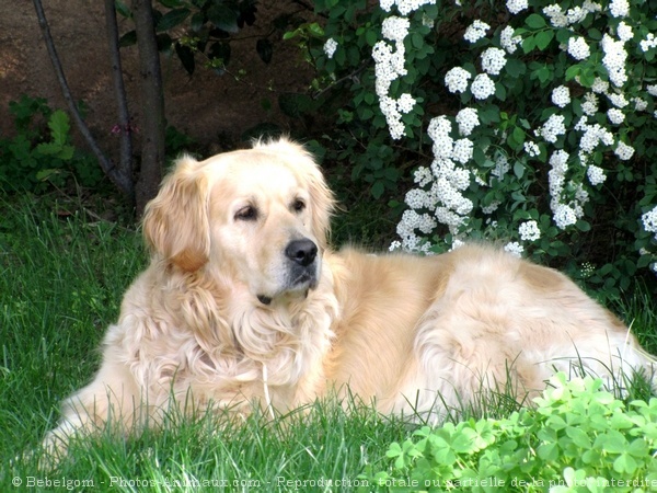 Photo de Golden retriever