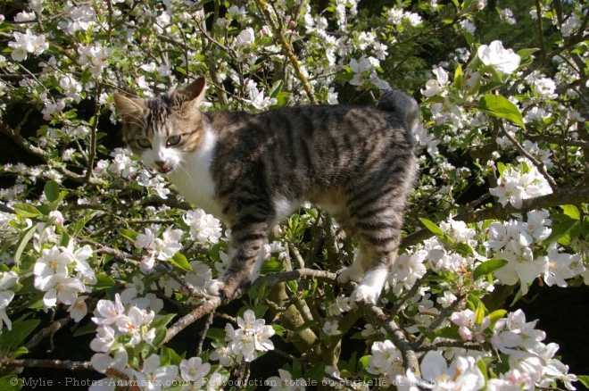 Photo de Chat domestique