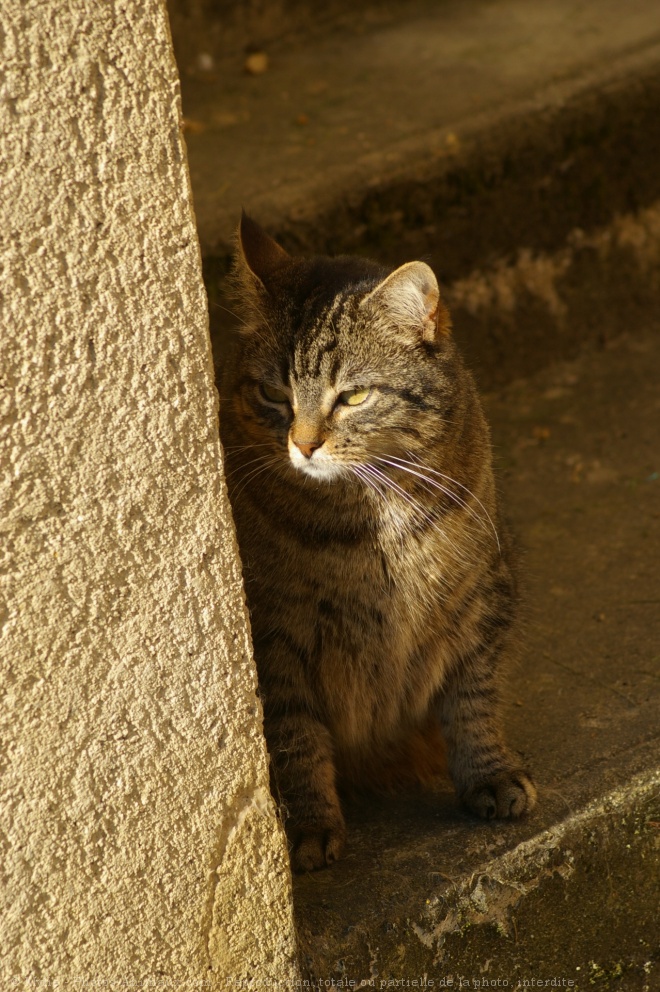 Photo de Chat domestique