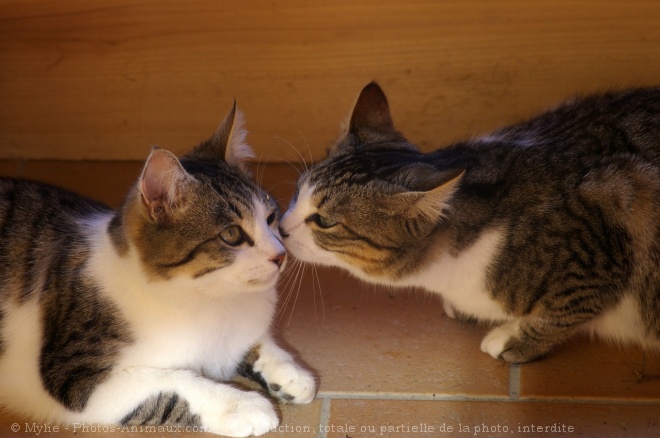 Photo de Chat domestique