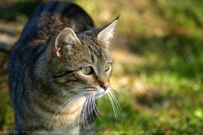 Photo de Chat domestique