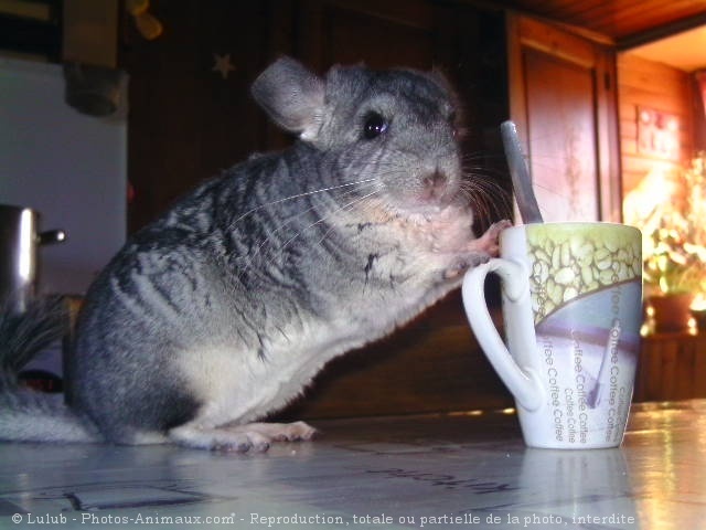 Photo de Chinchilla