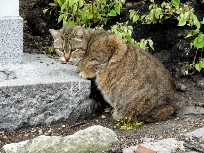 Photo de Chat domestique