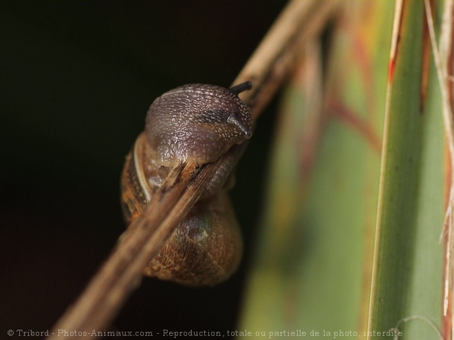 Photo d'Escargot