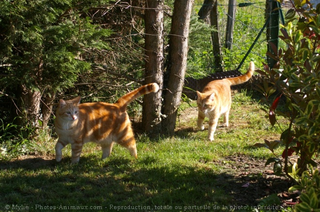 Photo de Chat domestique