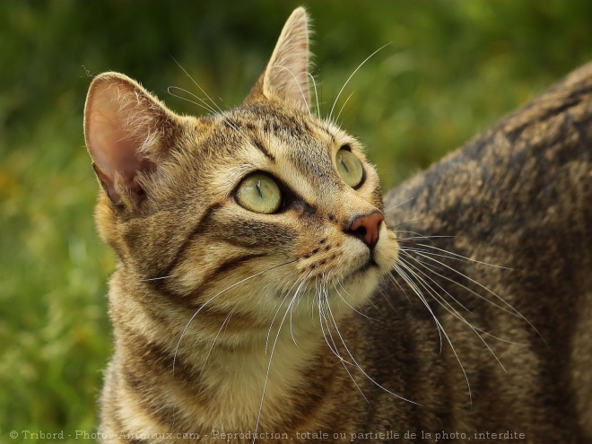 Photo de Chat domestique