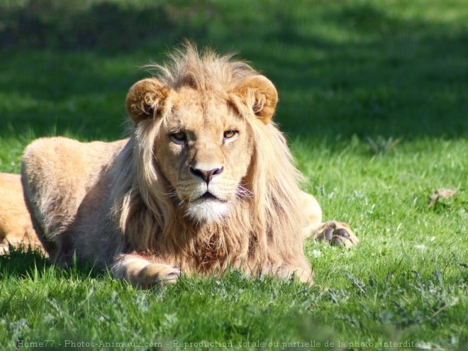 Photo de Lion