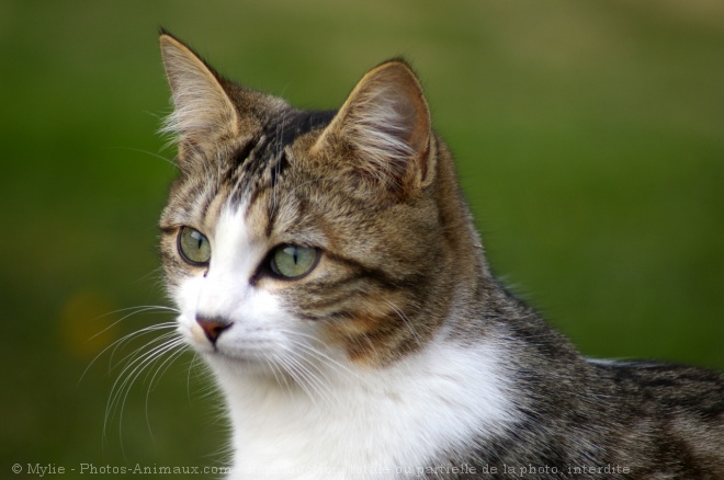 Photo de Chat domestique