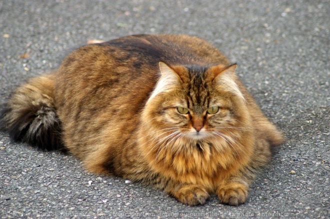 Photo de Chat domestique