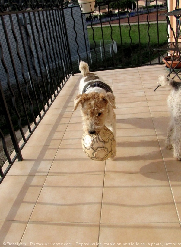 Photo de Fox terrier  poil dur