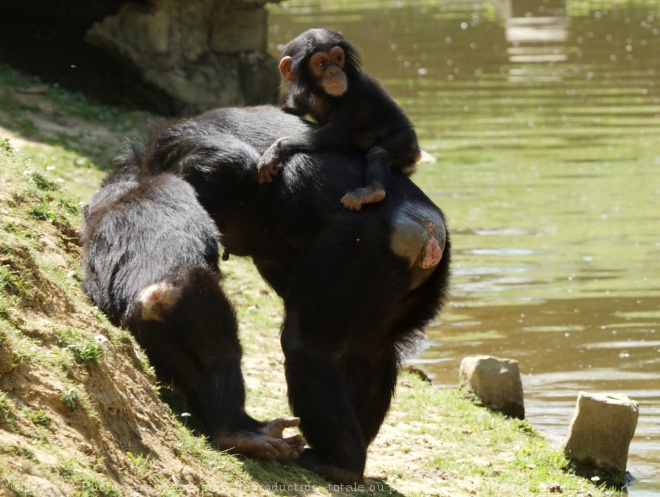 Photo de Singe - chimpanz