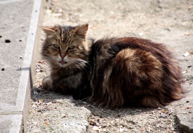 Photo de Chat domestique