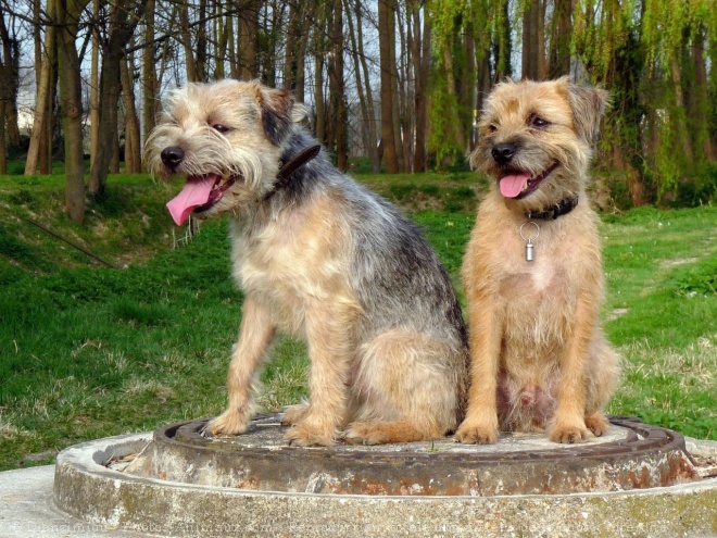 Photo de Border terrier