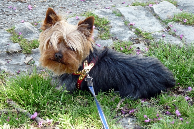 Photo de Yorkshire terrier