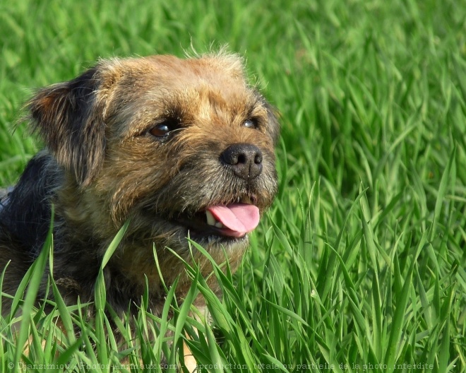 Photo de Border terrier