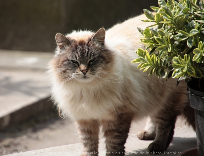 Photo de Chat domestique