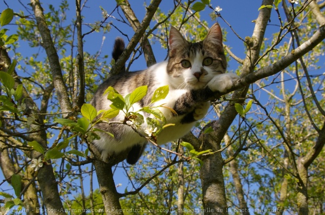 Photo de Chat domestique