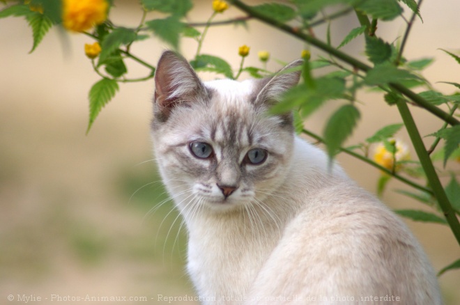 Photo de Chat domestique